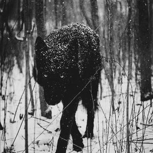 Meet your Posher, Frank